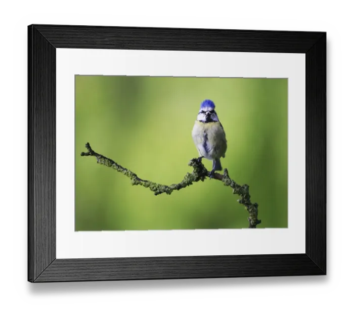 Framed Print : Blue tit (Cyanistes caeruleus) on lichen-covered twig, England, UK May 2015 Framed Print : Blue tit (Cyanistes caeruleus) on lichen-covered twig, England, UK May 2015