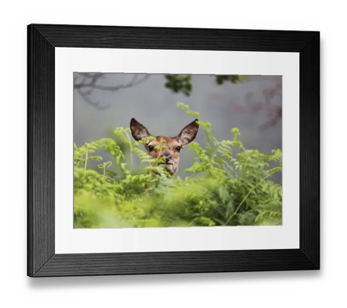 Framed Print : Red deer (Cervus elaphus) hind in bracken, Glen Etive, Scotland, UK. June Framed Print : Red deer (Cervus elaphus) hind in bracken, Glen Etive, Scotland, UK. June