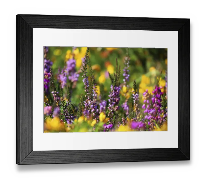 Framed Print : Heather (Calluna vulgaris) in flower, Dartmoor, England, UK. August Framed Print : Heather (Calluna vulgaris) in flower, Dartmoor, England, UK. August