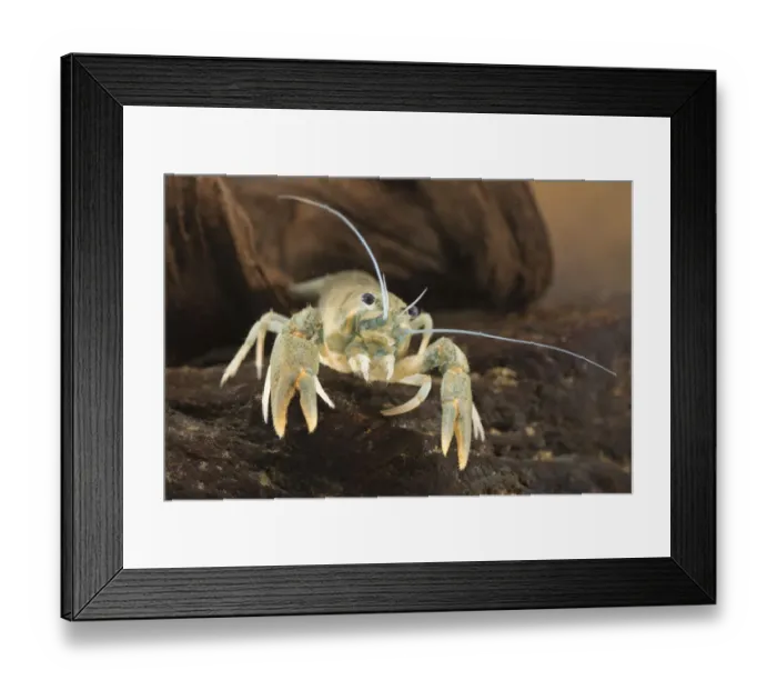Framed Print : European crayfish (Astacus astacus), underwater, August, Europe, controlled conditions Framed Print : European crayfish (Astacus astacus), underwater, August, Europe, controlled conditions