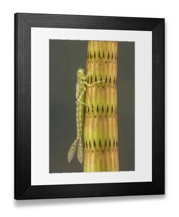 Framed Print : Narrow-winged damselfly nymph (Ischnura elegans), camouflaged on a stem of horsetail plant Framed Print : Narrow-winged damselfly nymph (Ischnura elegans), camouflaged on a stem of horsetail plant