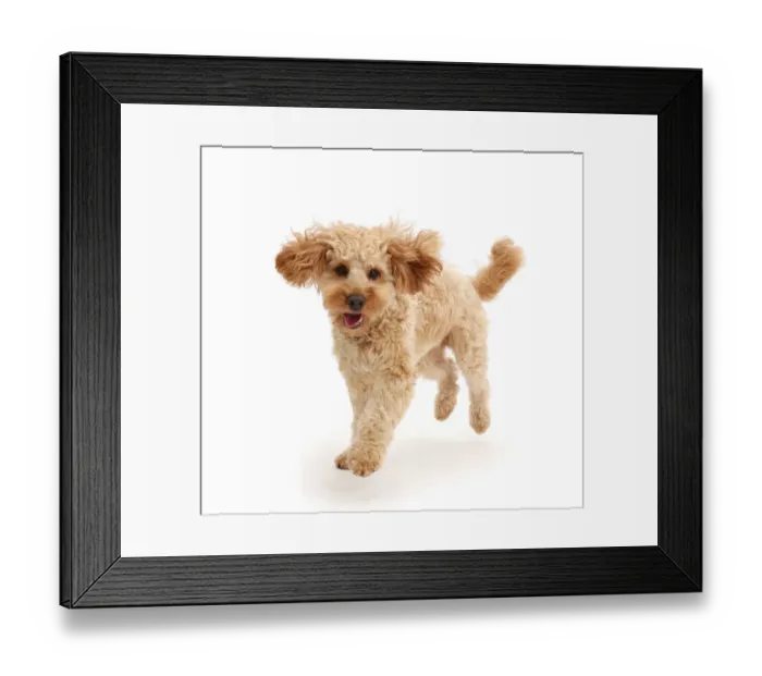 Framed Print : Cavapoo dog, Monty, 10 months, running Framed Print : Cavapoo dog, Monty, 10 months, running