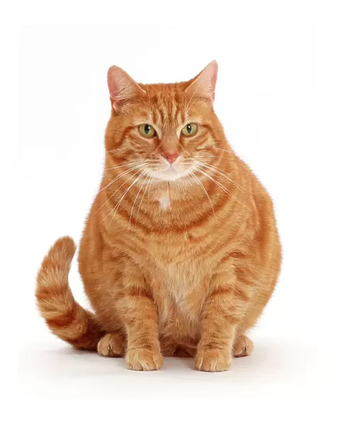 Overweight ginger cat