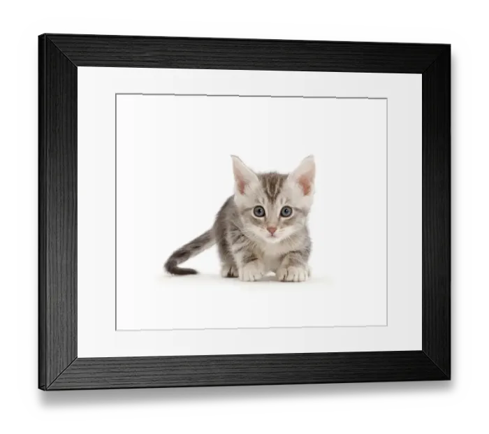 Framed Print : Silver tabby kitten Framed Print : Silver tabby kitten