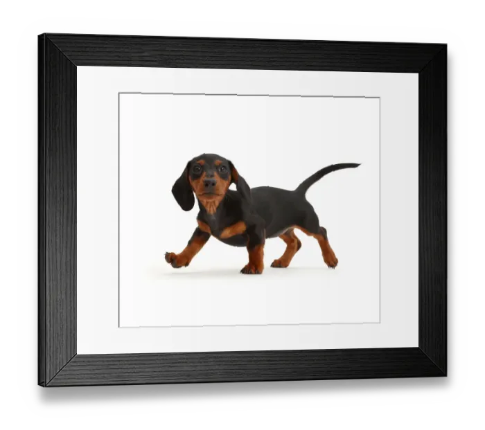 Framed Print : Black-and-tan Dachshund puppy walking Framed Print : Black-and-tan Dachshund puppy walking