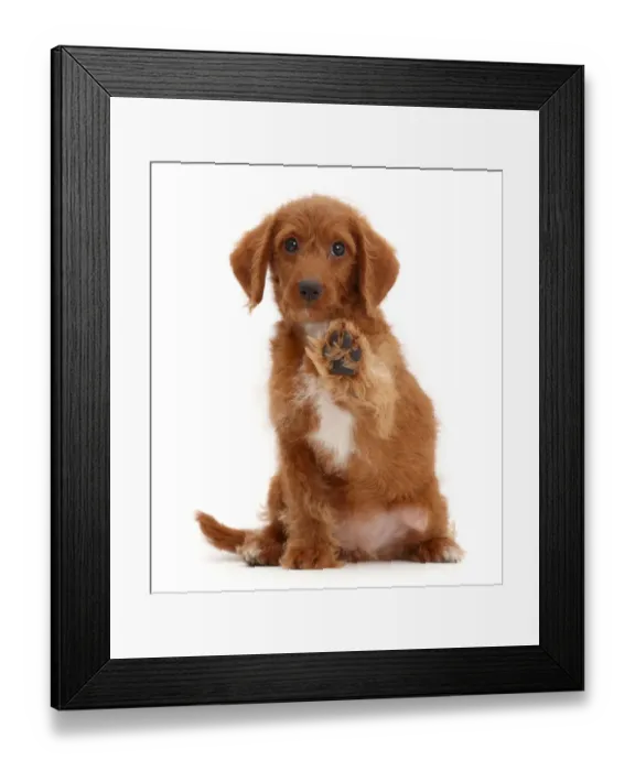 Framed Print : Goldendoodle puppy with raised paw Framed Print : Goldendoodle puppy with raised paw