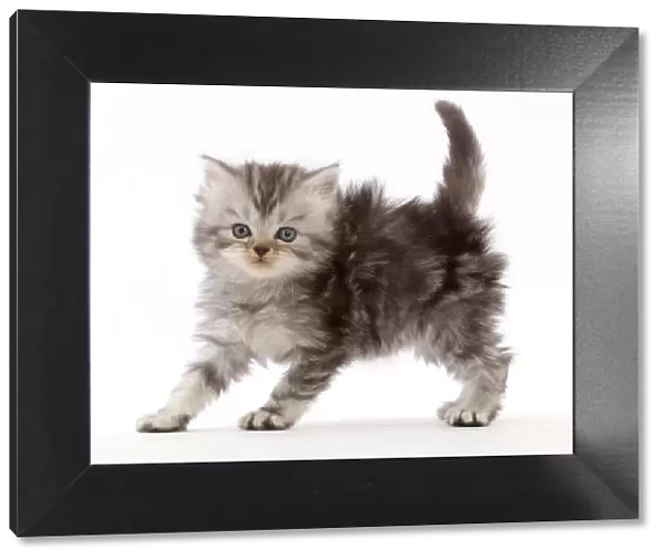 Silver tabby Persian-cross kitten arching back in playful confrontation