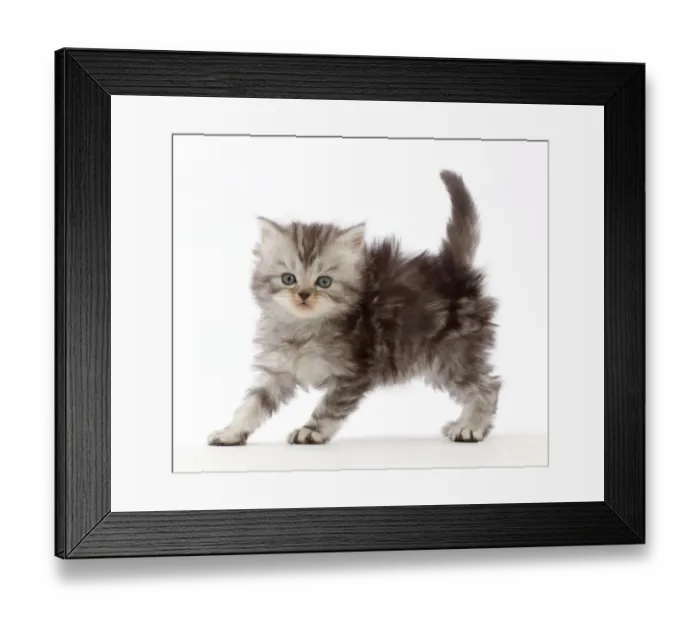Framed Print : Silver tabby Persian-cross kitten arching back in playful confrontation Framed Print : Silver tabby Persian-cross kitten arching back in playful confrontation