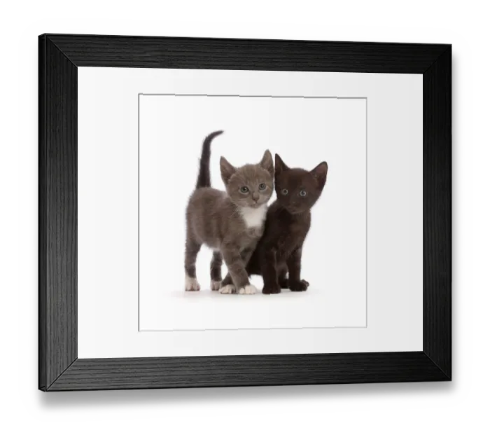 Framed Print : Blue-and-white and black kittens Framed Print : Blue-and-white and black kittens
