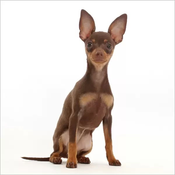 Brown-and-tan Miniature Pinscher puppy, with ears up