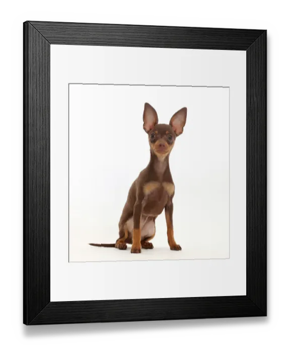 Framed Print : Brown-and-tan Miniature Pinscher puppy, with ears up Framed Print : Brown-and-tan Miniature Pinscher puppy, with ears up