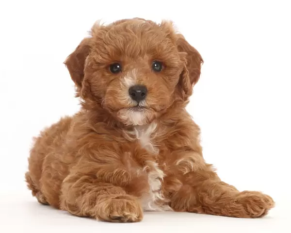 Cavapoo puppy lying with head up