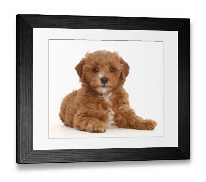 Framed Print : Cavapoo puppy lying with head up Framed Print : Cavapoo puppy lying with head up