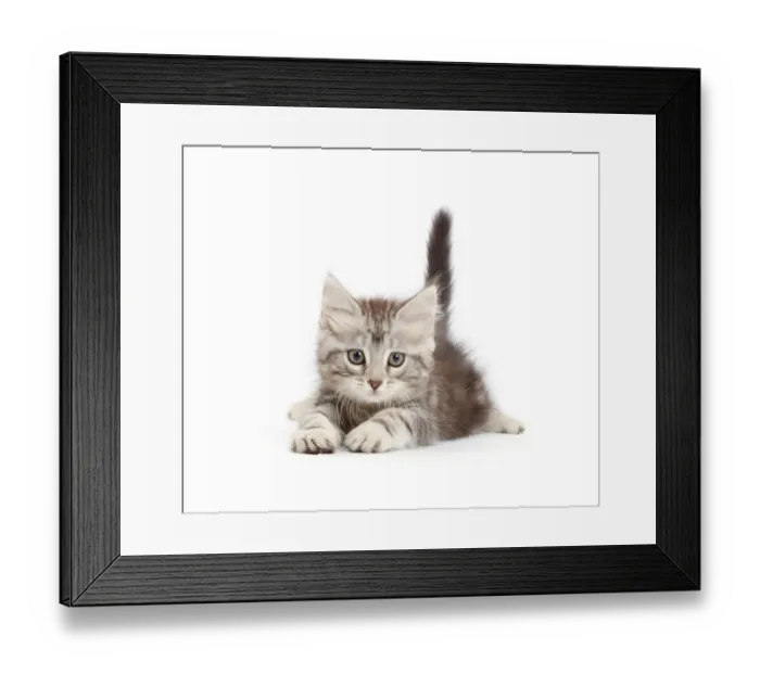 Framed Print : Silver tabby kitten, Freya, age 8 weeks