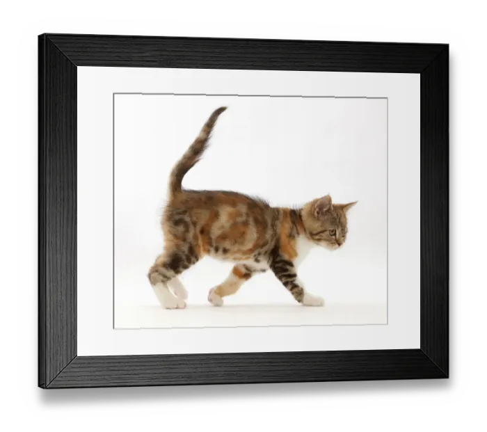 Framed Print : Tortoiseshell-tabby kitten, age 10 weeks, walking across Framed Print : Tortoiseshell-tabby kitten, age 10 weeks, walking across
