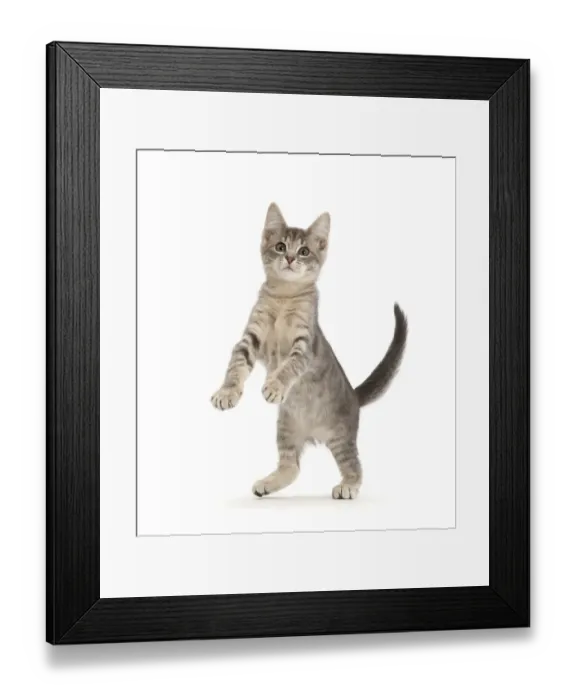 Framed Print : RF - Blue tabby kitten, 12 weeks, jumping up Framed Print : RF - Blue tabby kitten, 12 weeks, jumping up