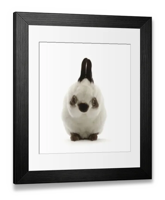 Framed Print : RF - Sable-point rabbit, grooming face Framed Print : RF - Sable-point rabbit, grooming face