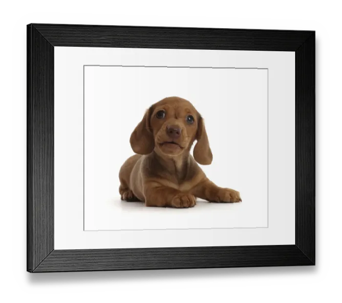Framed Print : RF - Red Dachshund puppy lying down Framed Print : RF - Red Dachshund puppy lying down