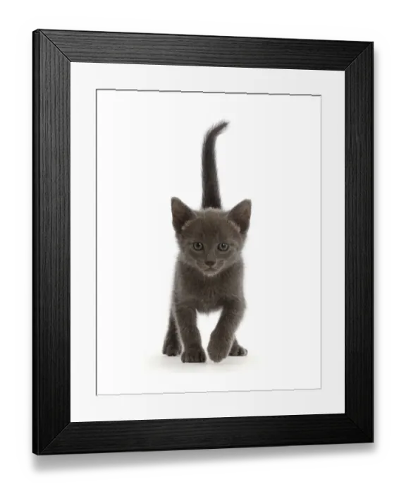 Framed Print : RF - Blue British shorthair kitten, walking Framed Print : RF - Blue British shorthair kitten, walking