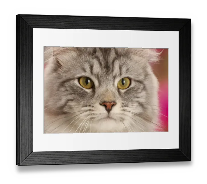 Framed Print : Silver tabby cat, Blaze, age 10 months, portrait Framed Print : Silver tabby cat, Blaze, age 10 months, portrait