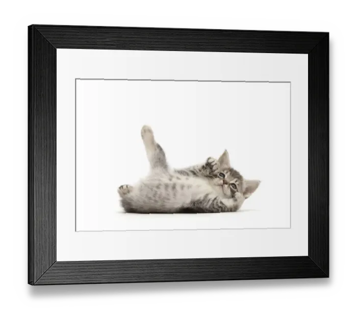 Framed Print : RF - Playful Silver tabby kitten rolling on back Framed Print : RF - Playful Silver tabby kitten rolling on back