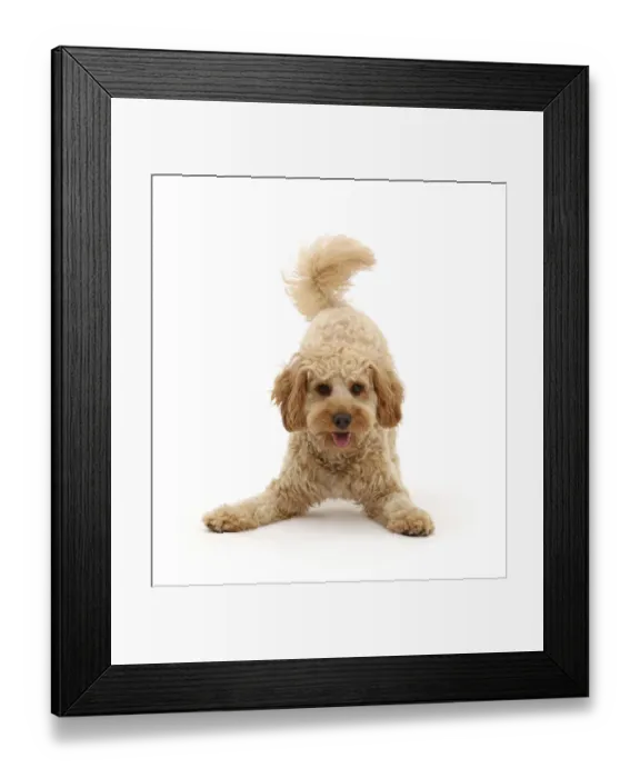 Framed Print : RF - Cavapoo dog, Monty, 10 months, in play-bow stance Framed Print : RF - Cavapoo dog, Monty, 10 months, in play-bow stance