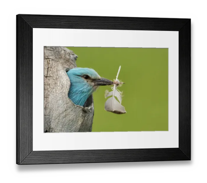 Framed Print : European roller (Coracias garrulus) peering out of nest with feather, Lake Csaj, Pusztaszer Framed Print : European roller (Coracias garrulus) peering out of nest with feather, Lake Csaj, Pusztaszer
