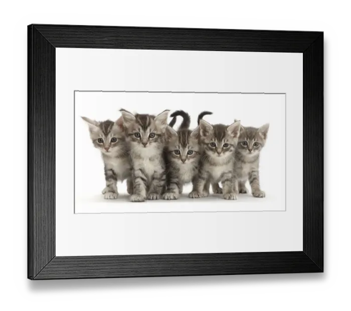 Framed Print : RF - Five silver tabby kittens standing in a row Framed Print : RF - Five silver tabby kittens standing in a row