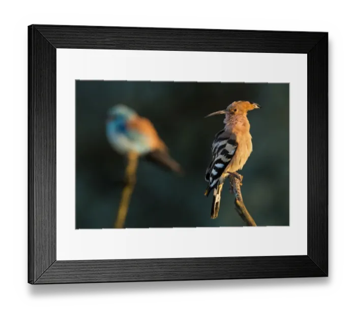 Framed Print : Hoopoe (Upupa epops) with European roller (Coracias garrulus) in the background. Pusztaszer Framed Print : Hoopoe (Upupa epops) with European roller (Coracias garrulus) in the background. Pusztaszer