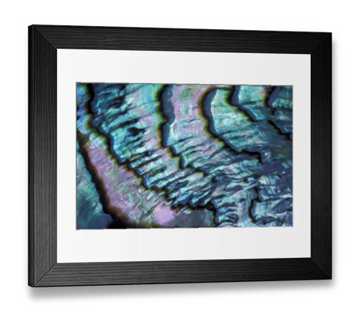 Framed Print : Abalone (Mother of Pearl), Haliotidae family. Close up of shell Framed Print : Abalone (Mother of Pearl), Haliotidae family. Close up of shell
