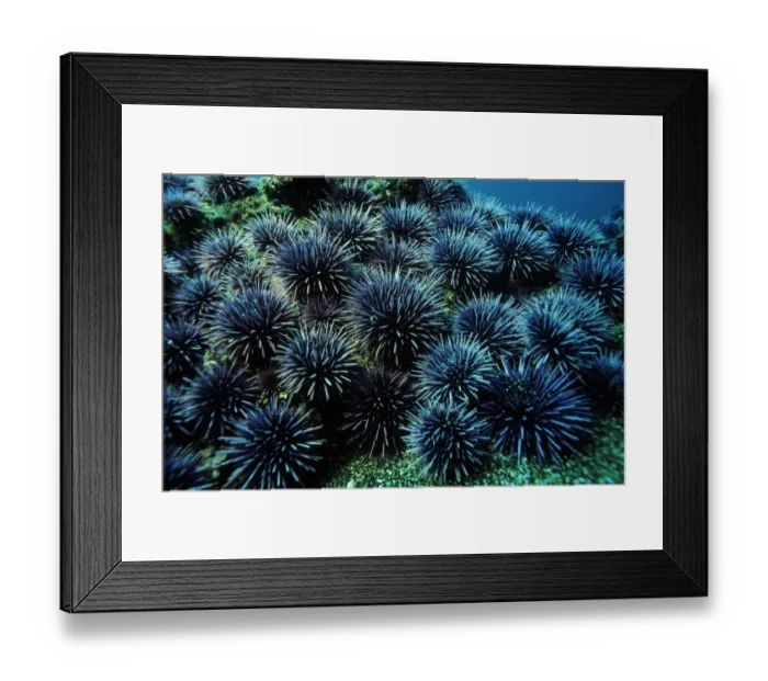 Framed Print : Purple sea urchins, California USA Framed Print : Purple sea urchins, California USA