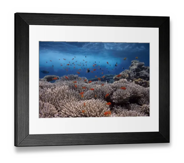 Framed Print : Coral reef scenery, shallow reef with wave and {Anthias} fish, Red Sea, Egypt BLUE_PLANET Framed Print : Coral reef scenery, shallow reef with wave and {Anthias} fish, Red Sea, Egypt BLUE_PLANET