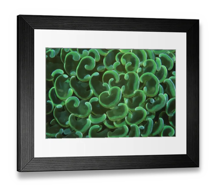 Framed Print : Hard coral polyps {Euphyllia ancora} Bunaken, Sulawesi, Indonesia