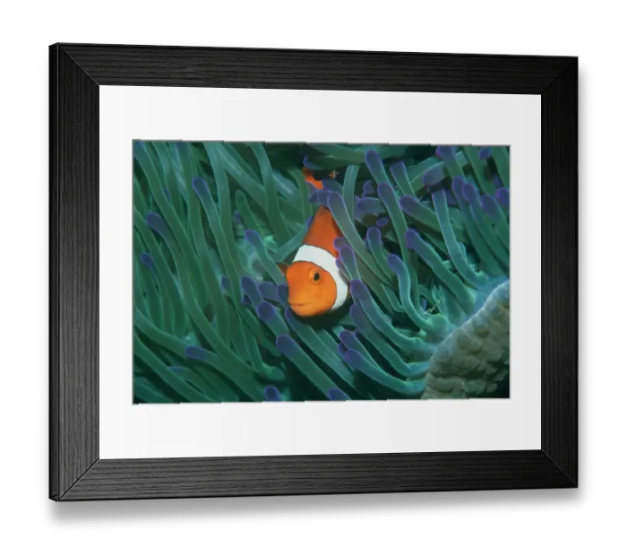 Framed Print : False clown anemonefish {Amphiprion ocellaris} amongst anemone tentacles, Sipadan Framed Print : False clown anemonefish {Amphiprion ocellaris} amongst anemone tentacles, Sipadan