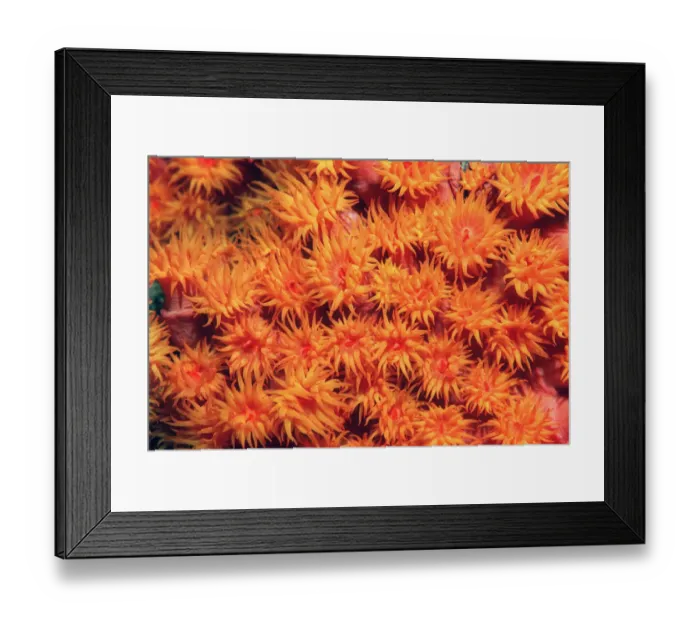 Framed Print : Tube coral polyps feeding {Tubastrea faulkneri} Milne Bay, Papua New Guinea Framed Print : Tube coral polyps feeding {Tubastrea faulkneri} Milne Bay, Papua New Guinea