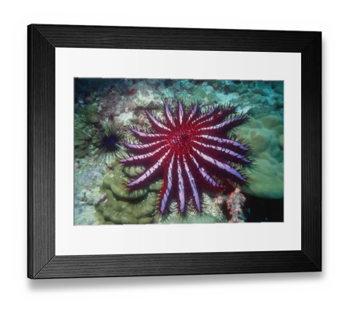 Framed Print : Crown of thorns starfish {Acanthaster planci} Andaman Sea, Thailand Framed Print : Crown of thorns starfish {Acanthaster planci} Andaman Sea, Thailand
