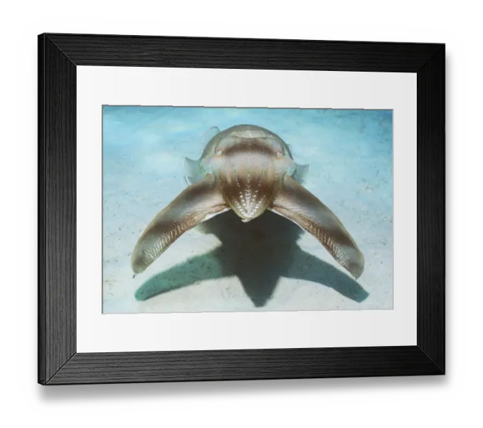Framed Print : Broadclub cuttlefish hunting technique - mesmorises fish by pulsating colour along body Framed Print : Broadclub cuttlefish hunting technique - mesmorises fish by pulsating colour along body