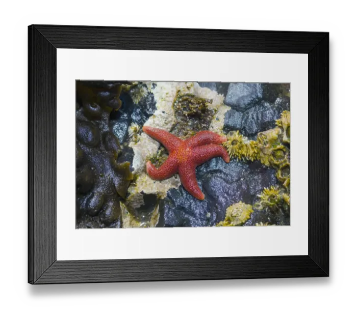 Framed Print : Blood star {Henricia sanguinolenta} with Barnacles in tide pool at low tide, Tongue Point Framed Print : Blood star {Henricia sanguinolenta} with Barnacles in tide pool at low tide, Tongue Point