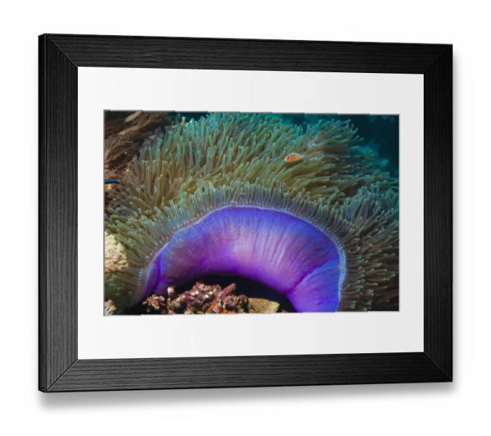 Framed Print : Magnificent sea anemone (Heteractis magnifica) with Anemone fish within tentacles, Indonesia Framed Print : Magnificent sea anemone (Heteractis magnifica) with Anemone fish within tentacles, Indonesia