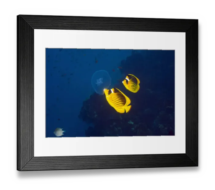 Framed Print : Red Sea racoon / Striped butterflyfish (Chaetodon fasciatus) feeding on a jellyfish Framed Print : Red Sea racoon / Striped butterflyfish (Chaetodon fasciatus) feeding on a jellyfish