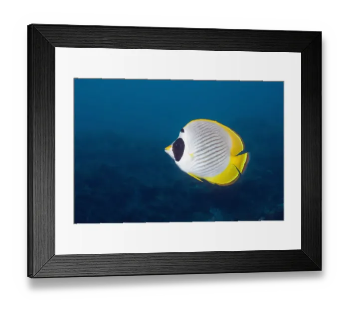 Framed Print : Panda butterflyfish (Chaetodon adiergastos). Bali, Indonesia