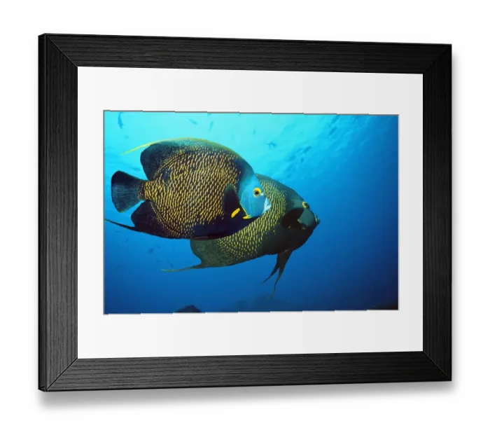 Framed Print : French angelfish (Pomacanthus paru). Bonaire, Netherlands Antilles, Caribbean Framed Print : French angelfish (Pomacanthus paru). Bonaire, Netherlands Antilles, Caribbean