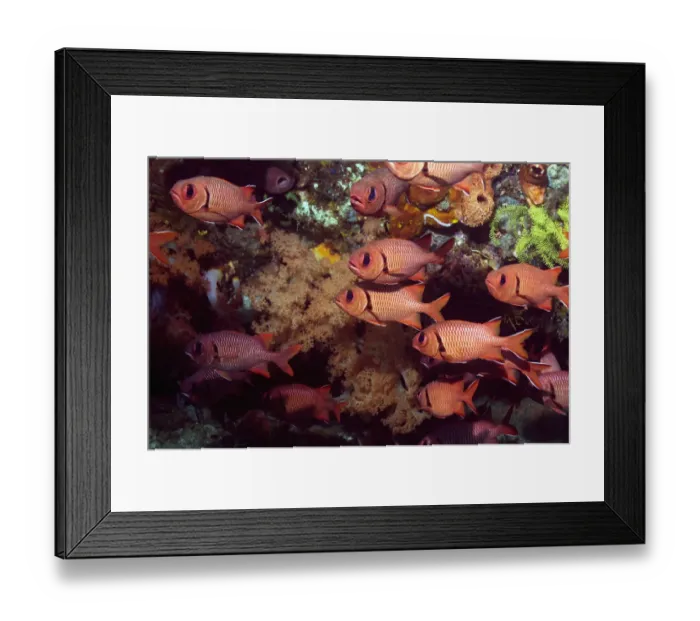 Framed Print : Shoal of Bigscale soldierfish (Myripristis berndti). Rinca, Indonesia Framed Print : Shoal of Bigscale soldierfish (Myripristis berndti). Rinca, Indonesia