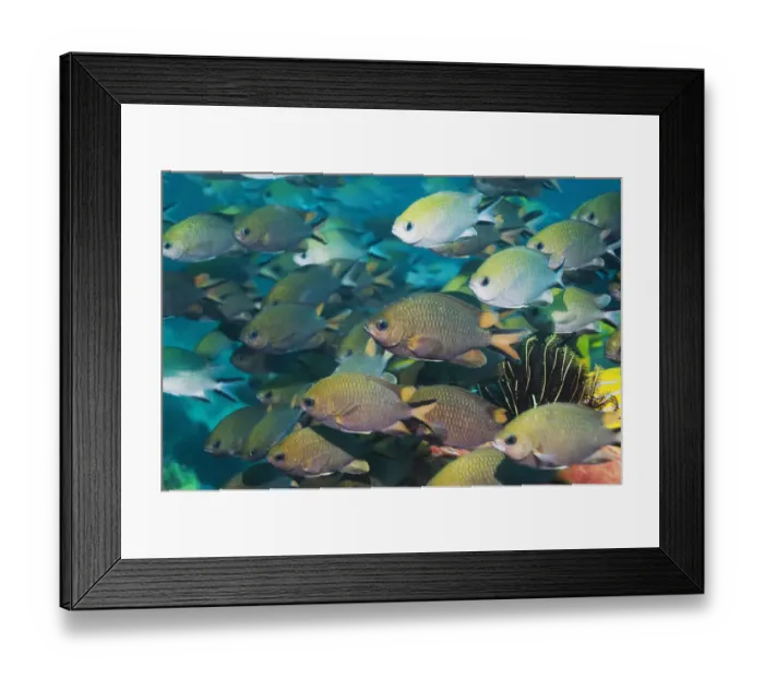 Framed Print : Shoal of Philippines chromis (Chromis scotochiloptera). Komodo National Park, Indonesia Framed Print : Shoal of Philippines chromis (Chromis scotochiloptera). Komodo National Park, Indonesia