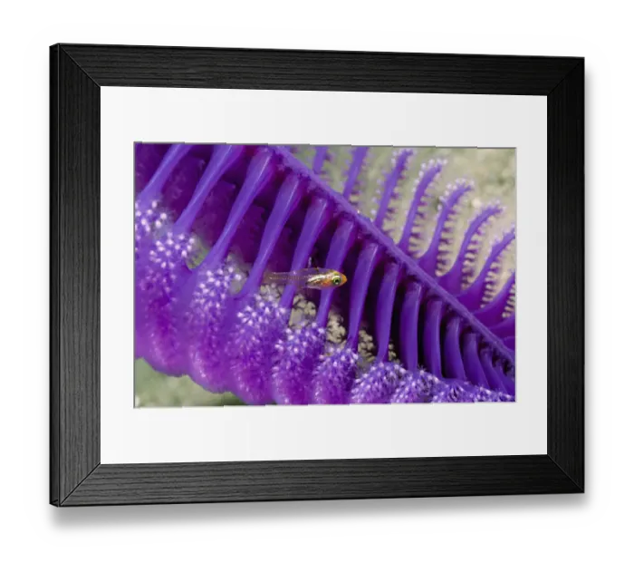 Framed Print : Loki whip goby (Bryaninopss loki) on Sea pen (Virgularia gustaviana). Komodo National Park Framed Print : Loki whip goby (Bryaninopss loki) on Sea pen (Virgularia gustaviana). Komodo National Park