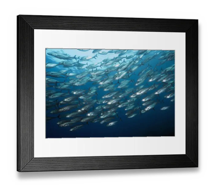 Framed Print : Large shoal of Horse mackerel (Megalaspis cordyla) schooling. Rinca, Komodo National Park Framed Print : Large shoal of Horse mackerel (Megalaspis cordyla) schooling. Rinca, Komodo National Park