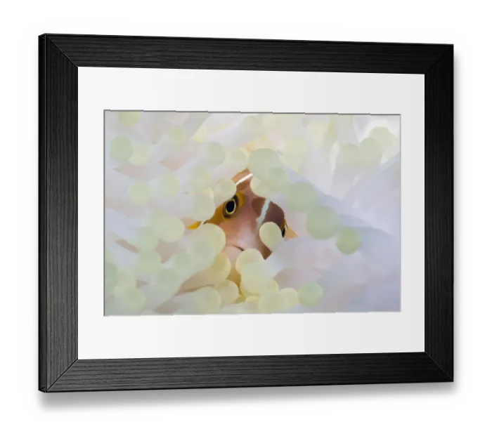 Framed Print : Pink anemonefish (Amphiprion perideraion) with anemone showing the effects of bleaching Framed Print : Pink anemonefish (Amphiprion perideraion) with anemone showing the effects of bleaching