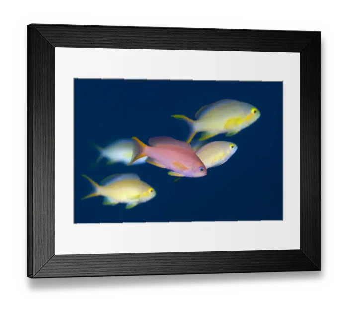 Framed Print : Lyrtetail anthias (Pseudanthias squamipinnis) in water column with Peach anthias Framed Print : Lyrtetail anthias (Pseudanthias squamipinnis) in water column with Peach anthias
