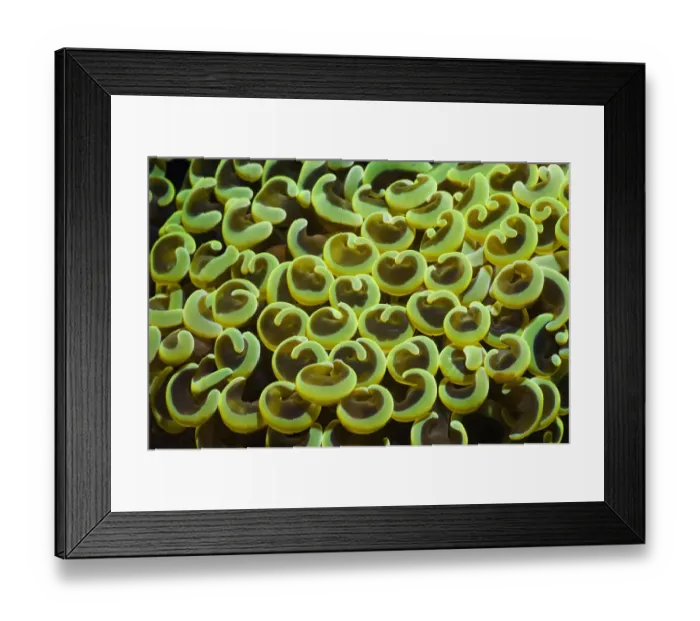 Framed Print : Hard Coral (Euphyllia ancora) polyps. Rinca, Komodo National Park, Indonesia, October Framed Print : Hard Coral (Euphyllia ancora) polyps. Rinca, Komodo National Park, Indonesia, October