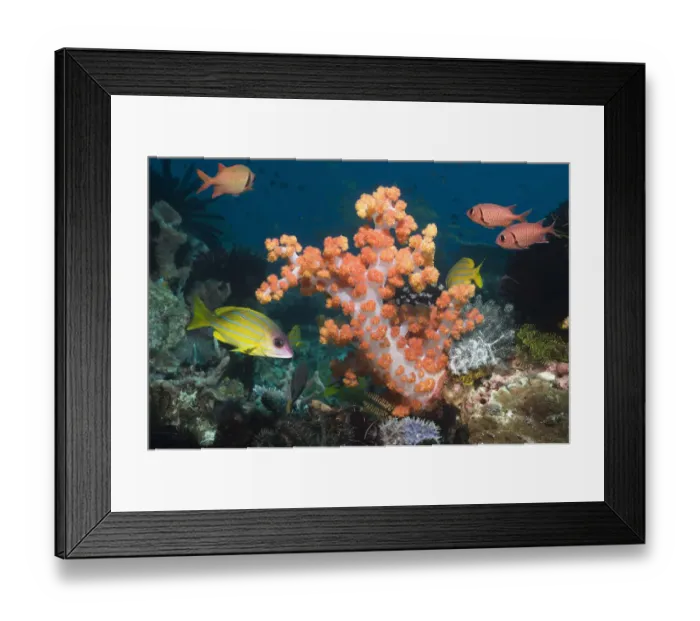 Framed Print : Soft Coral (Dendronephthya sp) with Blueline snappers (Lutjanus kasmira) Framed Print : Soft Coral (Dendronephthya sp) with Blueline snappers (Lutjanus kasmira)
